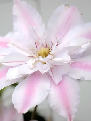 Клематис Матка Седлиска (Matka Siedliska)