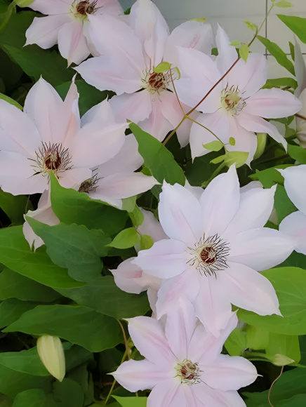 Клематис Матка Седлиска (Matka Siedliska) купить с доставкой