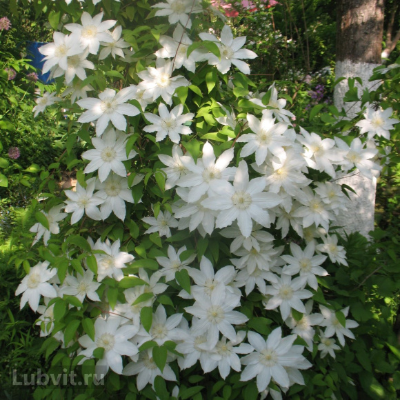 Клематис Матка Седлиска (Matka Siedliska) купить с доставкой