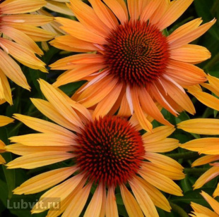 Эхинацея Биг Кахуна (Big Kahuna)