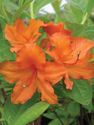 Рододендрон Мандарин Лайтс (Mandarin Lights)