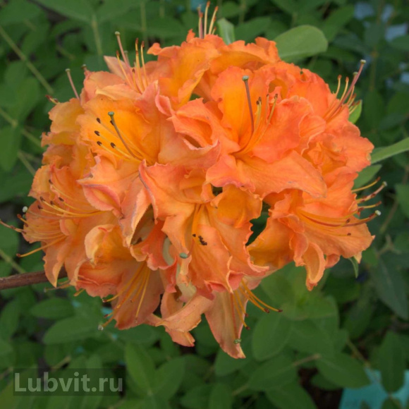 Рододендрон Мандарин Лайтс (Mandarin Lights) купить с доставкой Рододендрон Мандарин Лайтс (Mandarin Lights) купить с доставкой