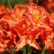 Рододендрон Мандарин Лайтс (Mandarin Lights)