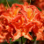Рододендрон Мандарин Лайтс (Mandarin Lights) купить с доставкой