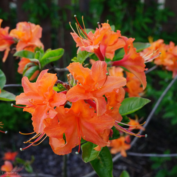 Рододендрон Мандарин Лайтс (Mandarin Lights) купить с доставкой Рододендрон Мандарин Лайтс (Mandarin Lights) купить с доставкой