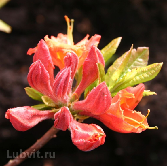 Рододендрон Мандарин Лайтс (Mandarin Lights) купить с доставкой Рододендрон Мандарин Лайтс (Mandarin Lights) купить с доставкой