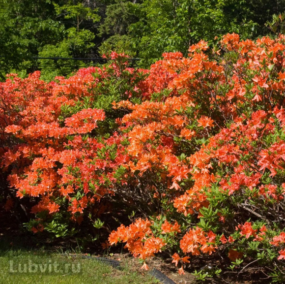Рододендрон Мандарин Лайтс (Mandarin Lights) купить с доставкой Рододендрон Мандарин Лайтс (Mandarin Lights) купить с доставкой