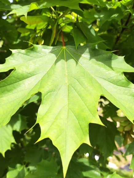 Клен Остролистный купить с доставкой