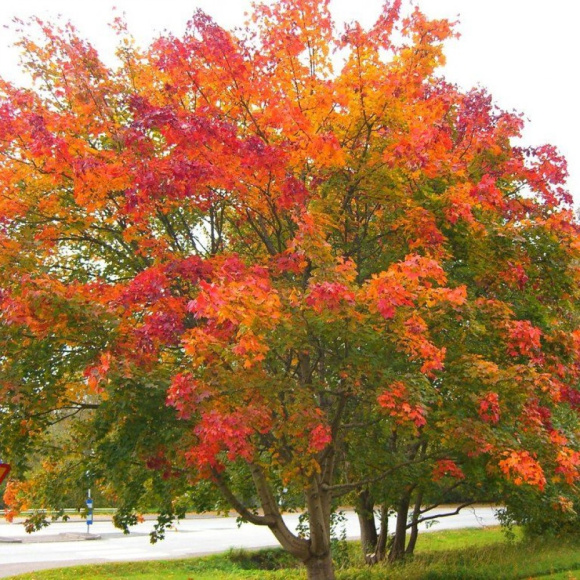 Клен Остролистный купить с доставкой Клен Остролистный купить с доставкой