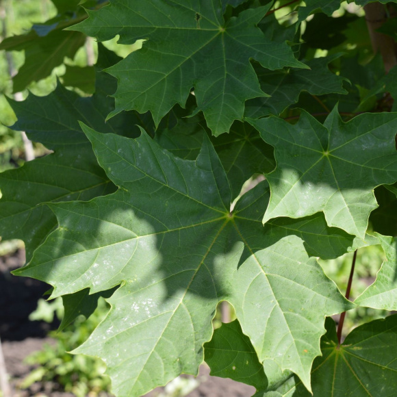 Клен Остролистный купить с доставкой Клен Остролистный купить с доставкой