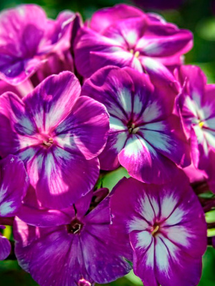 Флокс Адинда (Adinda)