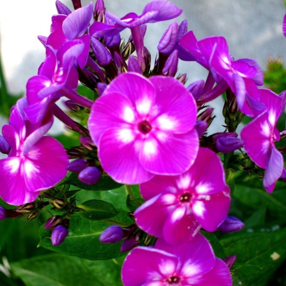 Флокс Адинда (Adinda) купить с доставкой Флокс Адинда (Adinda) купить с доставкой