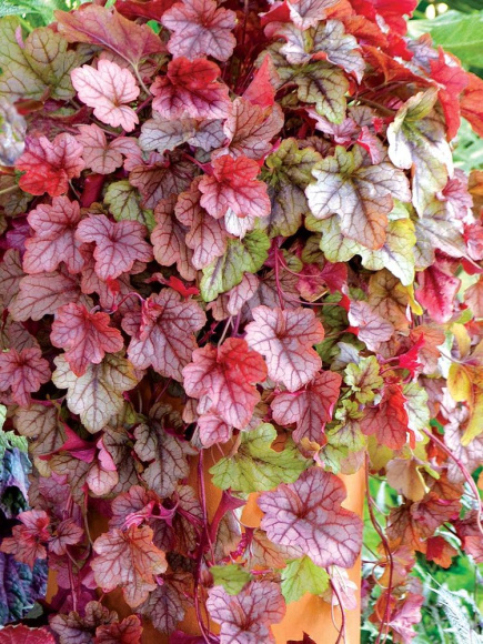 Гейхерелла Купер Каскад (Cooper Cascade) купить с доставкой