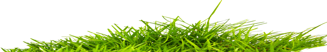 Травы купить с доставкой из питомника по России