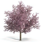 Яблони декоративные